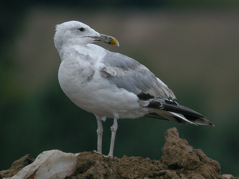 larus1.jpg