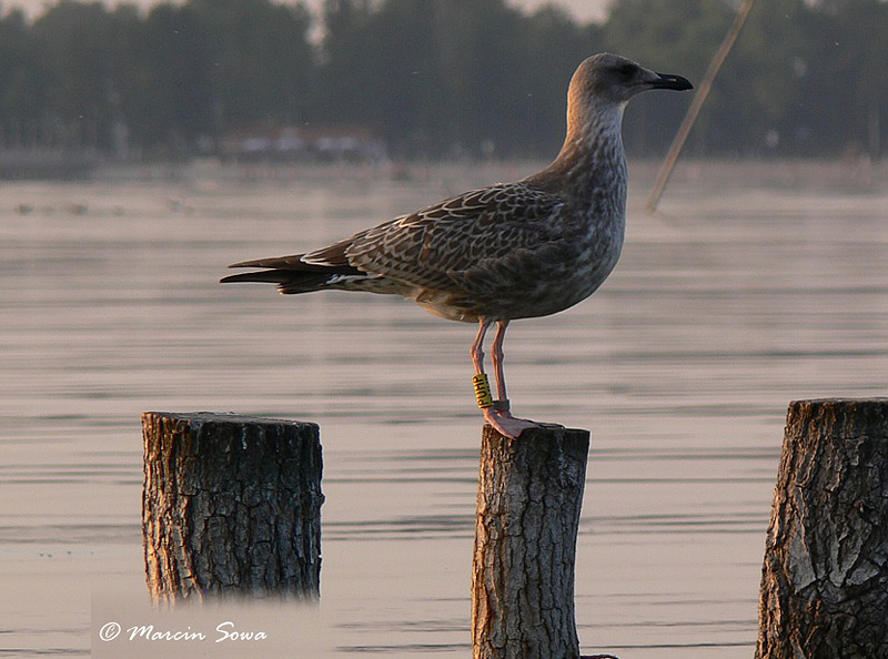 Larus_Cachinnans_1cy_Miedwie_lake_Poland.jpg