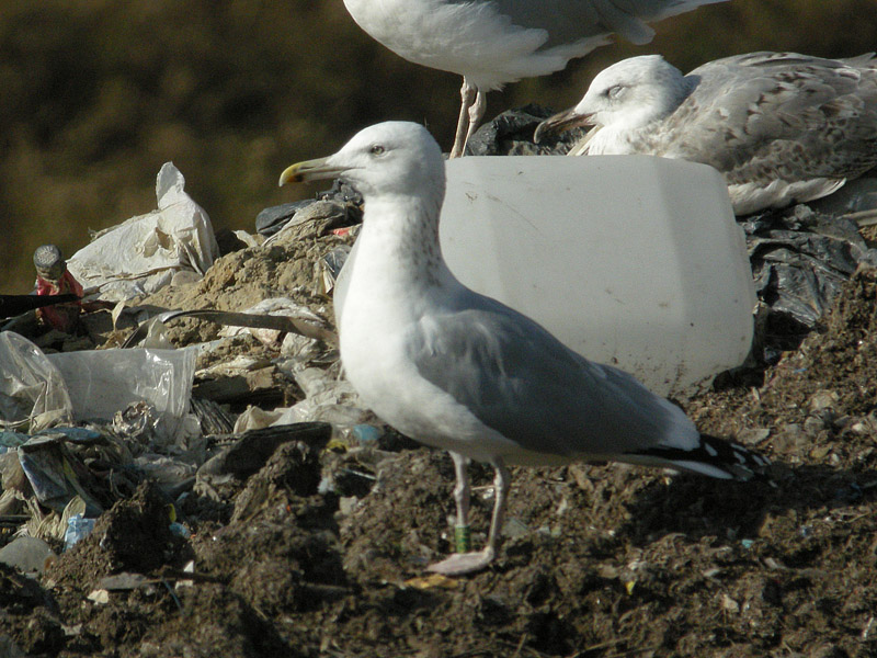 14102010 MRycak larus Lubna.jpg