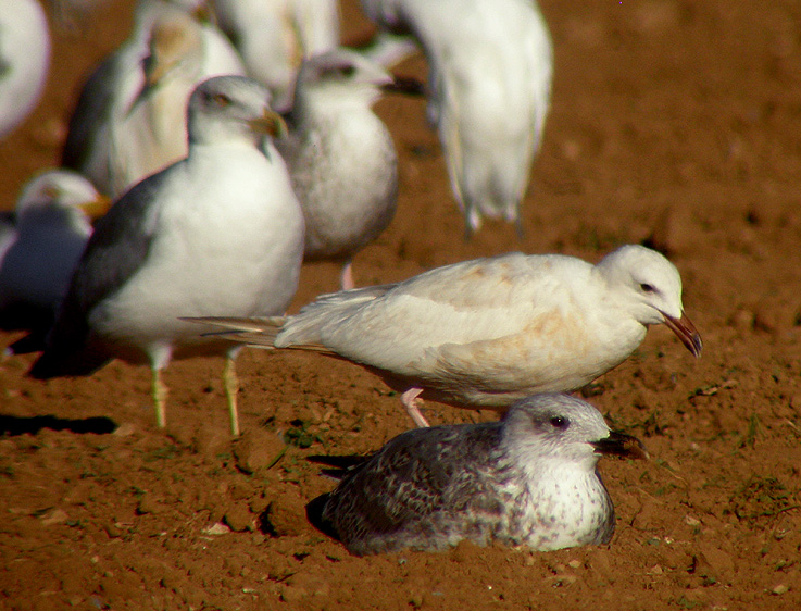 Audouin albina 01.jpg