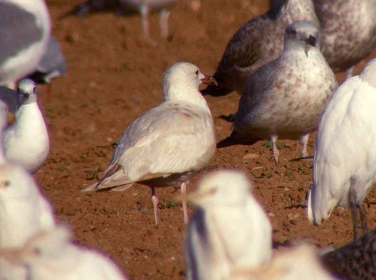 Audouin albina 04.jpg