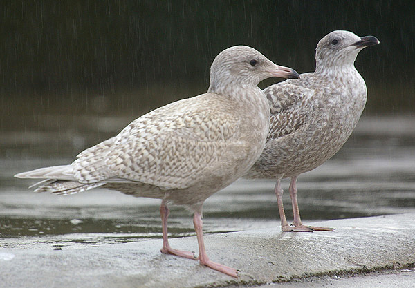 1STW Glauc hybrid killybegs2.jpg