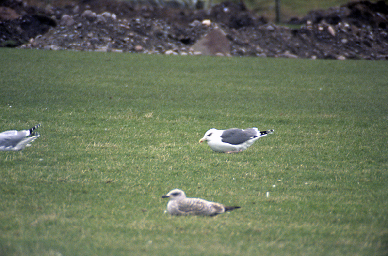 Lerwick gull 1.jpg