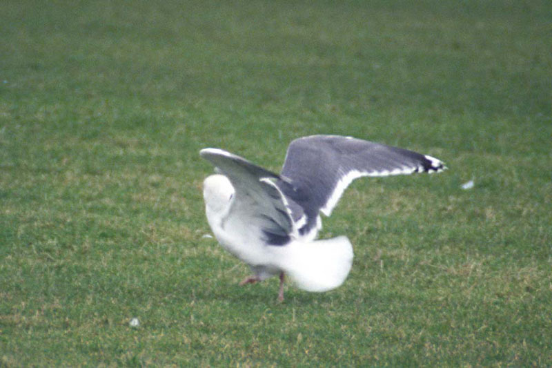 Lerwick gull 3.jpg