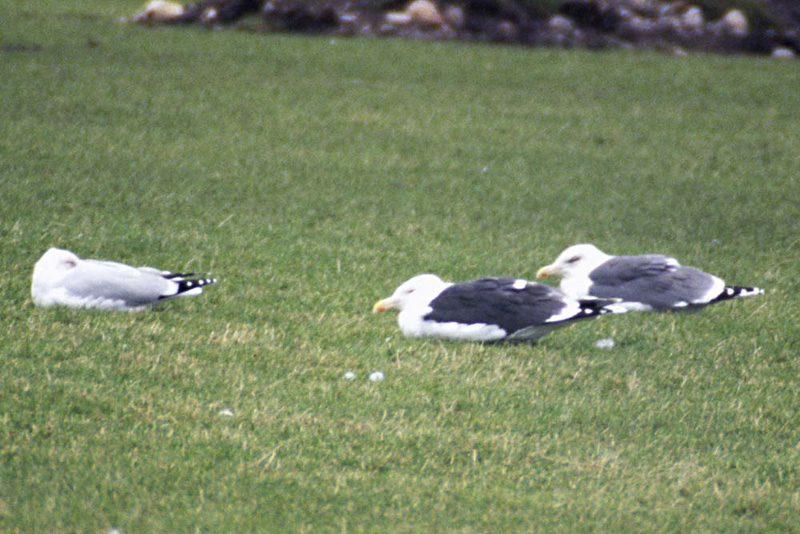 Lerwick-gull-2.jpg