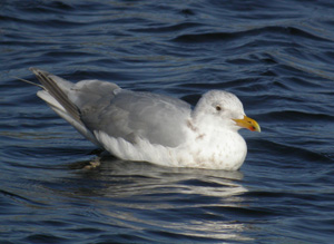 GlaucxHerring%20Gull2.JPG