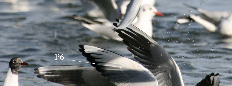 BlackheadedGulls_Vise_3Feb08b.jpg