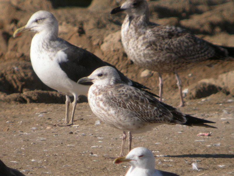 Gaviota ssp 3d web.jpg