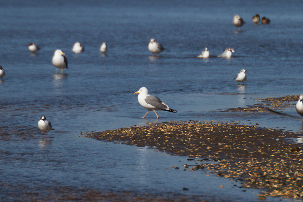 Yellow-legged-Gull---Bishop-Burn-(2).jpg