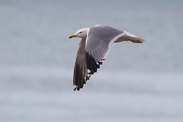 Yellow-legged-Gull---Bishop-Burn-(4).jpg