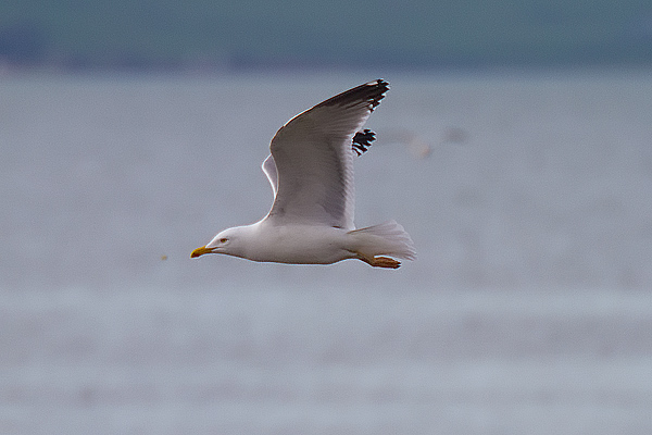 Yellow-legged-Gull---Bishop-Burn-(5).jpg