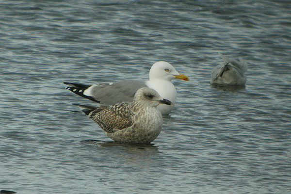 Yellow-legged-Gull---Bishop-Burn-(12).jpg