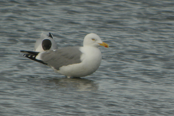 Yellow-legged-Gull---Bishop-Burn-(13).jpg