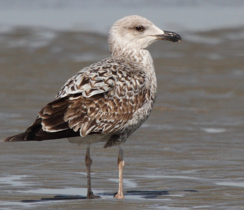 GullSpec_1c_Oostduinkerke_10-04-2011_003_crop.JPG