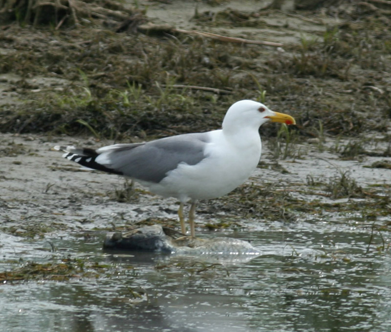 5 2011.05.07 danube delta caraorman lb 7376 - Kopie.JPG