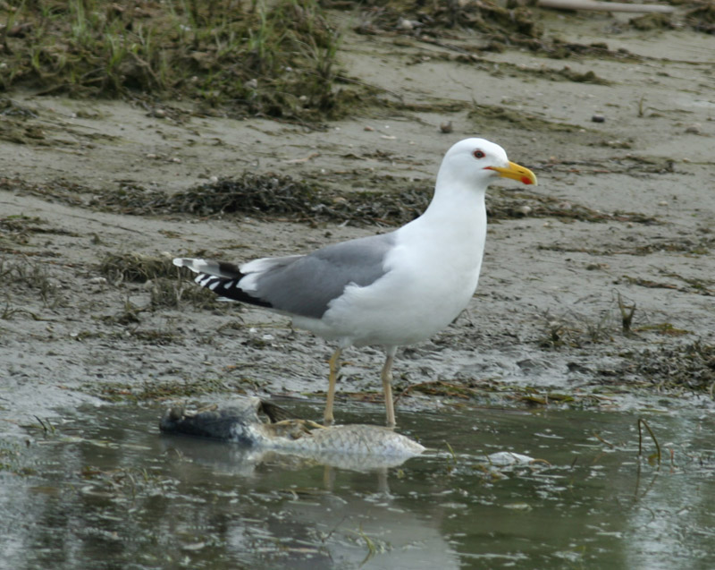 5 2011.05.07 danube delta caraorman lb 7379 - Kopie.JPG