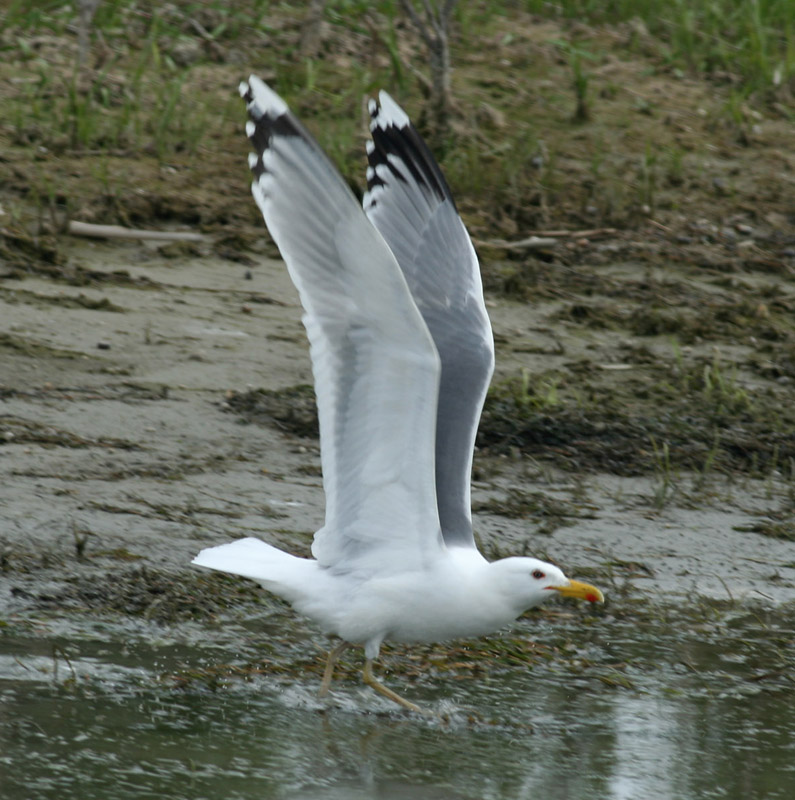 5 2011.05.07 danube delta caraorman lb 7380 - Kopie.JPG