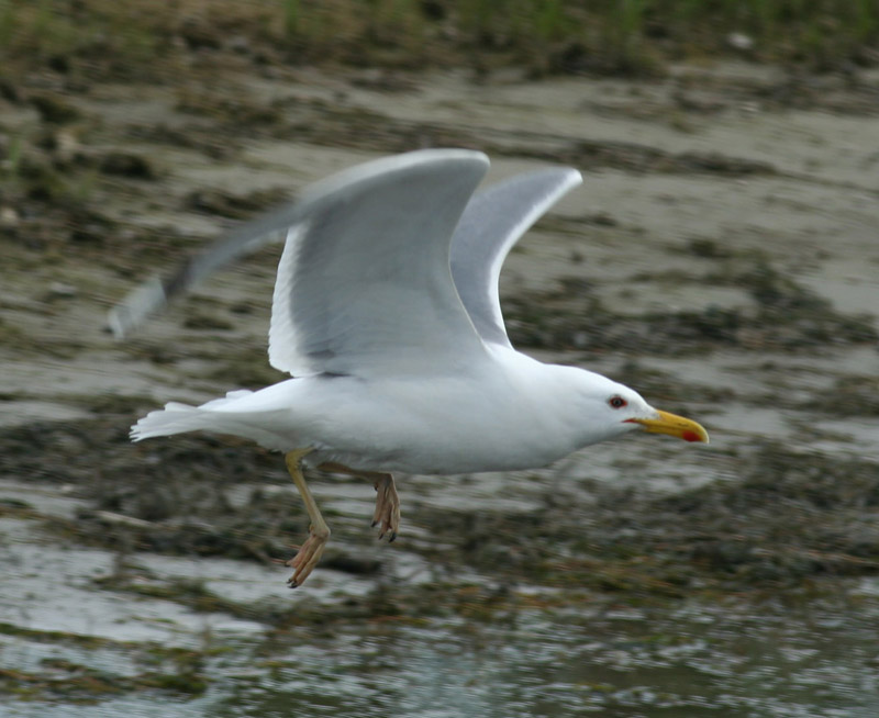 5 2011.05.07 danube delta caraorman lb 7381 - Kopie.JPG