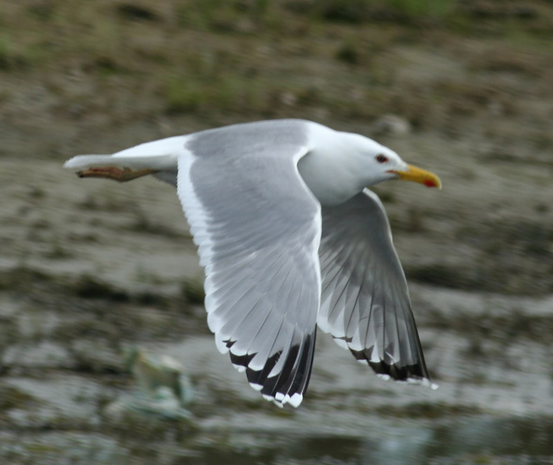 5 2011.05.07 danube delta caraorman lb 7382 - Kopie.JPG