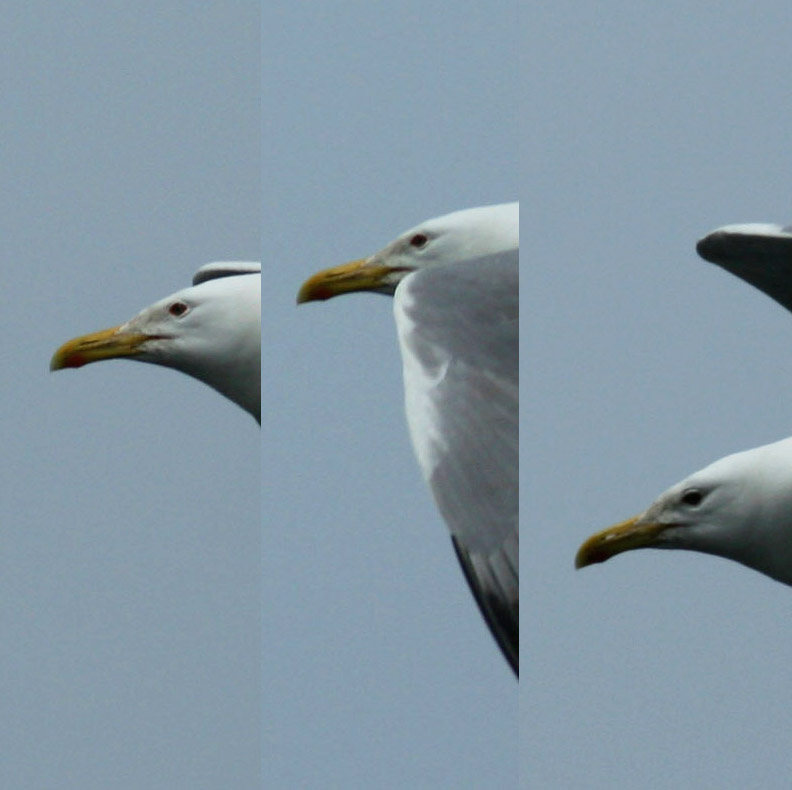 5 2011.05.07 danube delta caraorman lb 7389 ff.jpg