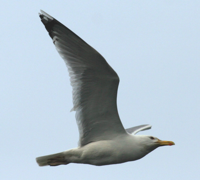 5 2011.05.07 danube delta caraorman lb 7426 - Kopie.JPG