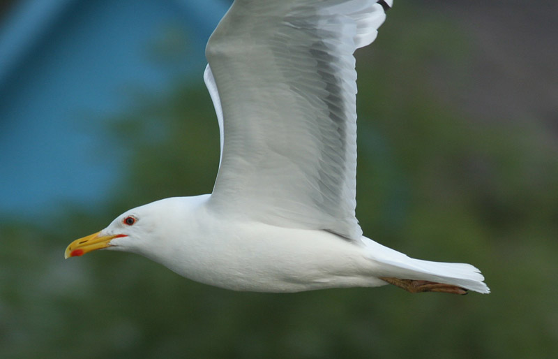 5 2011.05.07 danube delta caraorman lb 7473 - Kopie.JPG