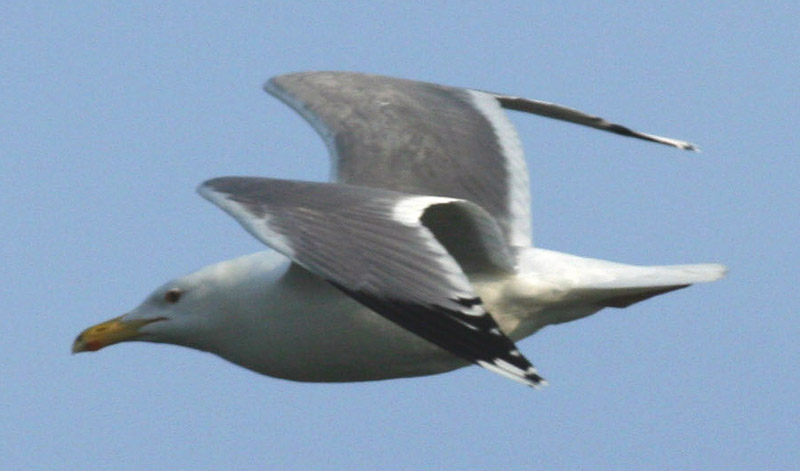 5 2011.05.07 danube delta crisan lb 7489 - Kopie.JPG