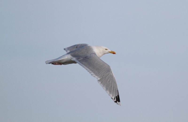 HybridVikingGull_ad_Oostende_22-05-2011_001.JPG