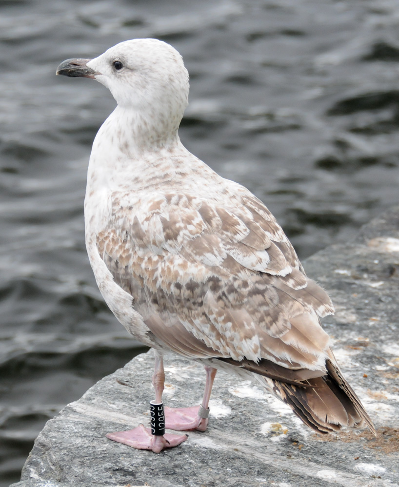 6991 Herring Gull J2955.jpg