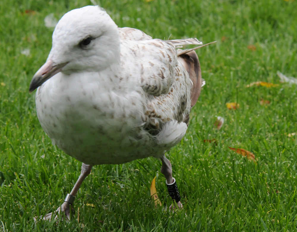 7043 Herring Gull J2976.jpg