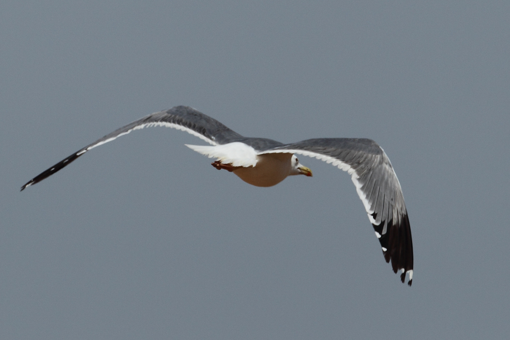 Caspian Gull male size AE4F2910 Ashdod 23.9.11.jpg