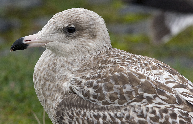 glaucbill_9463.jpg