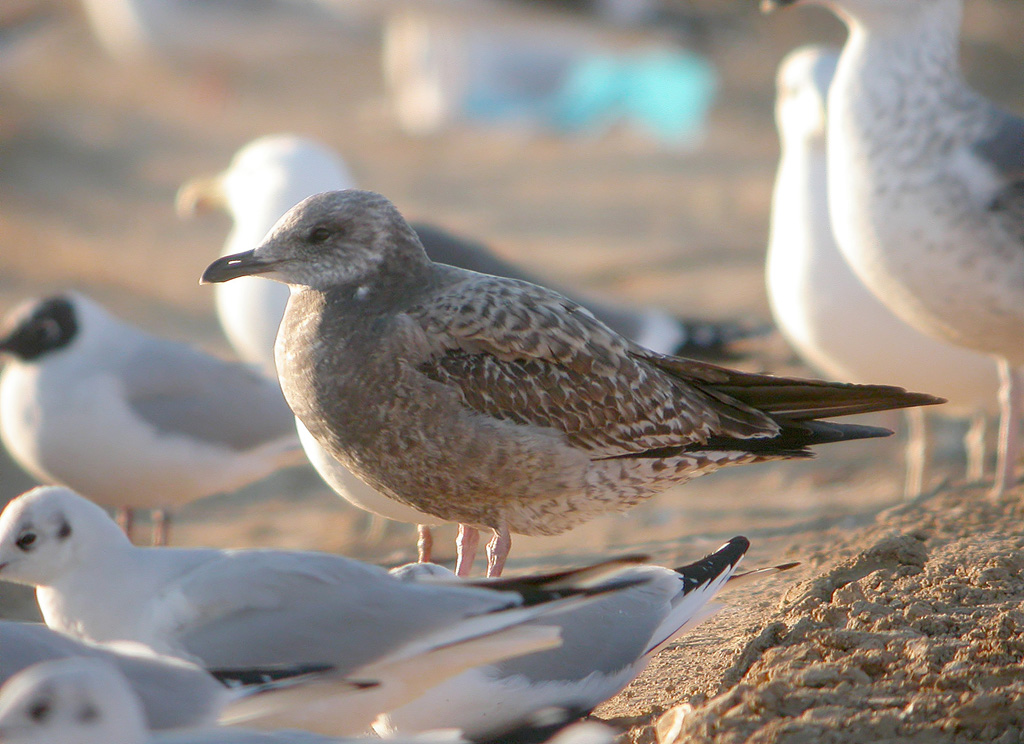 Larus a.jpg