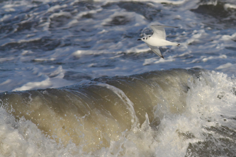 Drieteenmeeuw-2012-1-4-Westkapelle_2.jpg