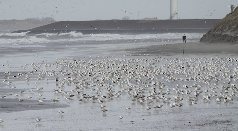 Argenteus-plague-2012-1-4-NeeltjeJans_1.jpg