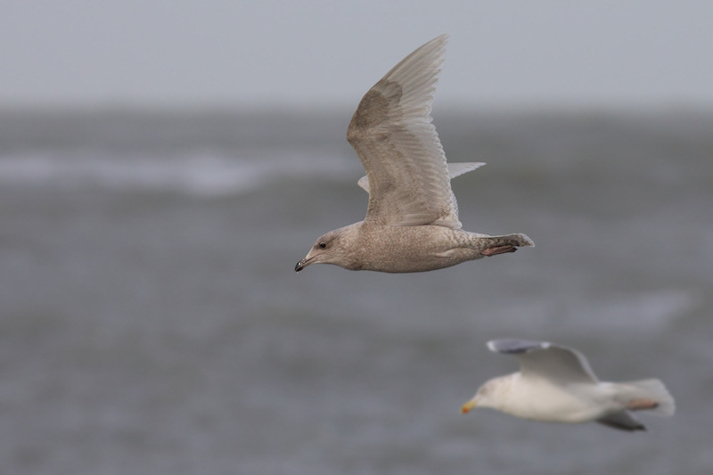 Glaucoides-2012-1-4-NeeltjeJans_4.jpg