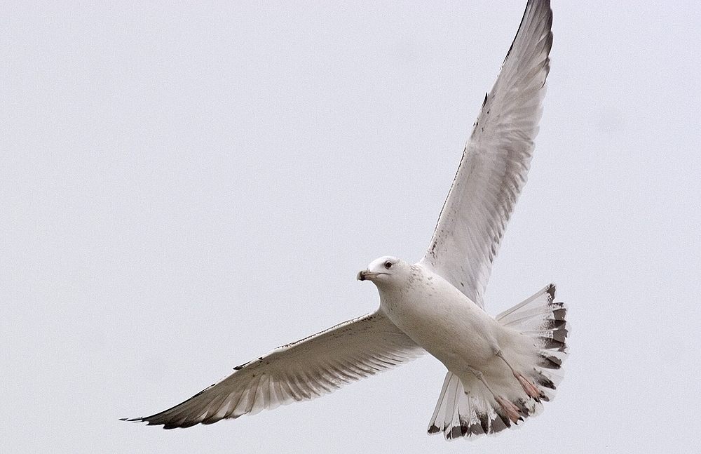 gull_4247.jpg