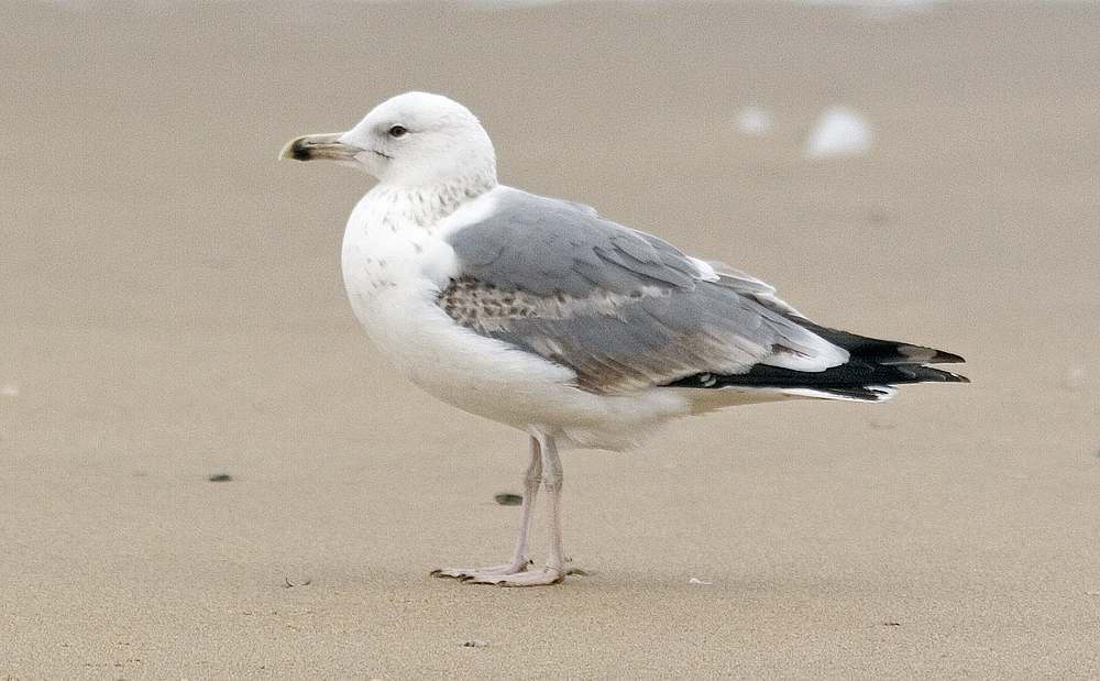 gull_4268.jpg