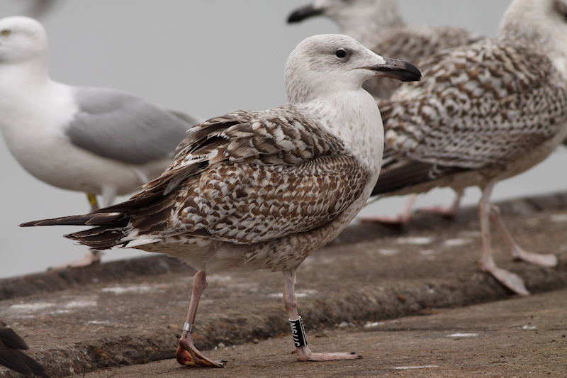 Marinus-2kj-2012-2-29_Vlissingen_J779W_1.jpg