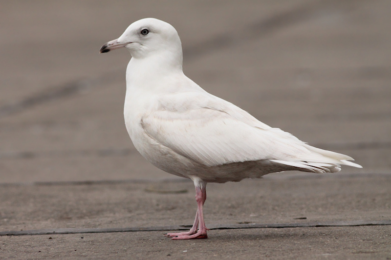 Glaucoides-3kj-2012-2-29_Vlissingen_2.jpg