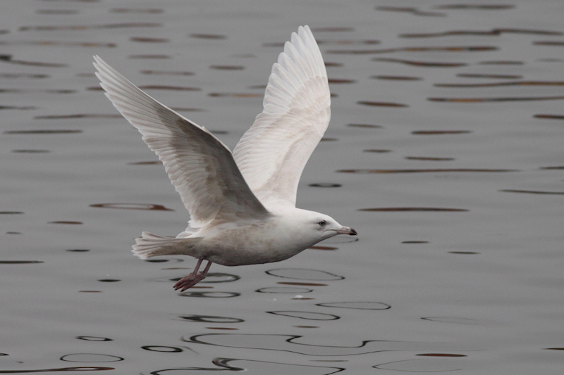 Glaucoides-3kj-2012-2-29_Vlissingen_3.jpg