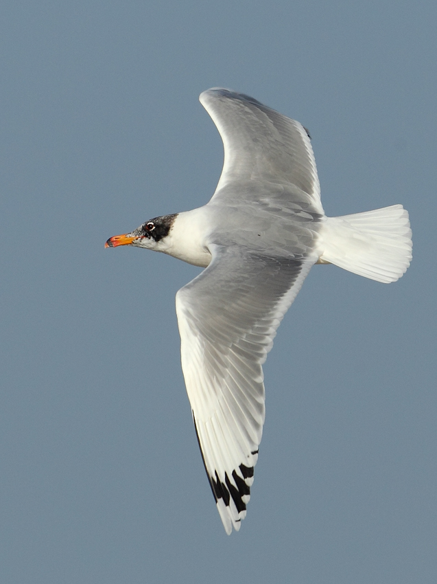 Pallas's Gull AE4F1496 Maagan Michael 18.1.11.jpg