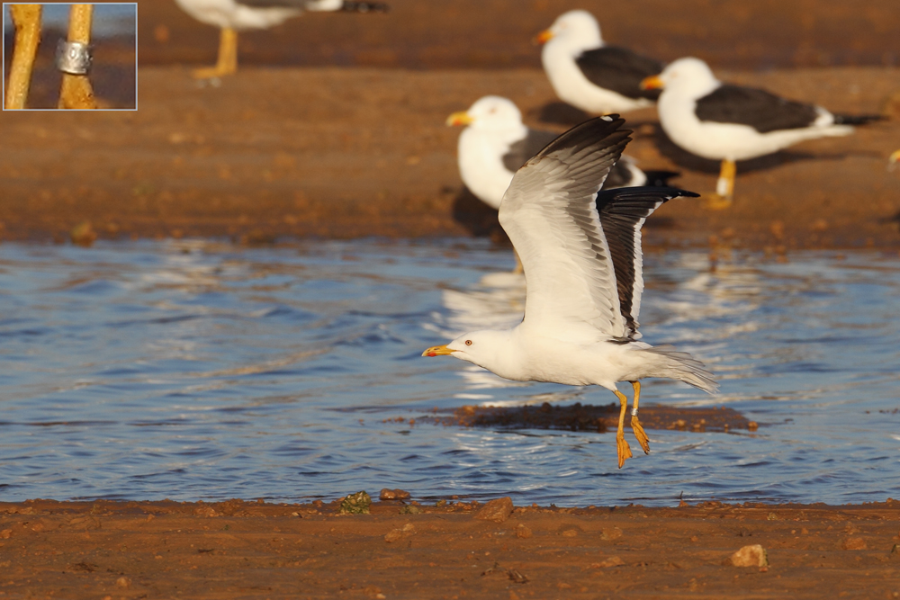 Baltic Gull Ring HT-054.651 AE4F8906 Ashdod 17.3.12.jpg