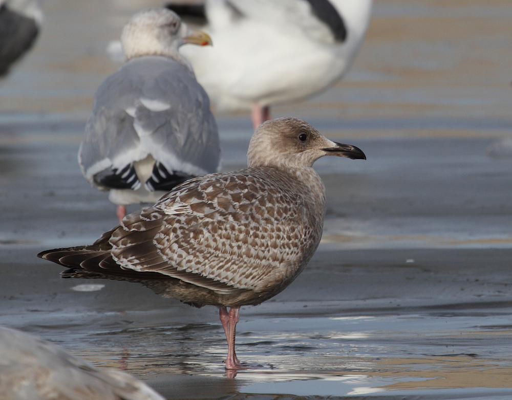 ThayersGull_1c_PointReyes_CA_20110127_013.JPG