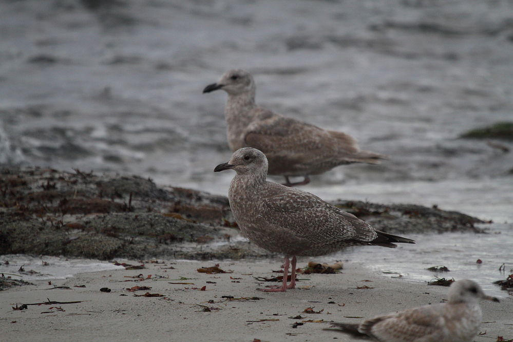 ThayersGull_1c_Monterey_CA_20110201_021.JPG