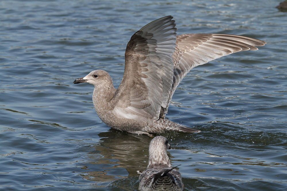 ThayersGull_1c_Petaluma_CA_20110125_001 (1).JPG