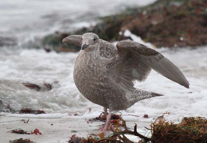 ThayersGull_1c_Monterey_CA_20110201_020.JPG