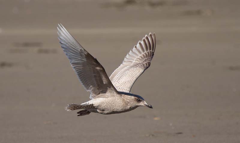 ThayersGull_1c_BodegaBay_CA_20110127_050.JPG