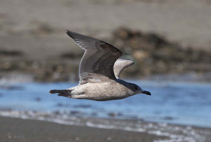 ThayersGull_1c_BodegaBay_CA_20110127_074.JPG