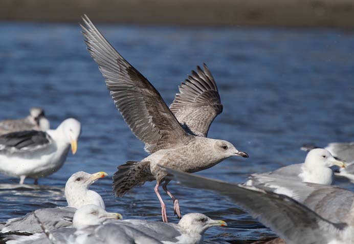 ThayersGull_1c_BodegaBay_CA_20110127_077.JPG